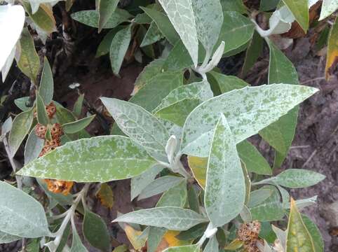 Sivun Buddleja tucumanensis Griseb. kuva