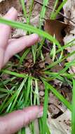 Image of eastern narrowleaf sedge