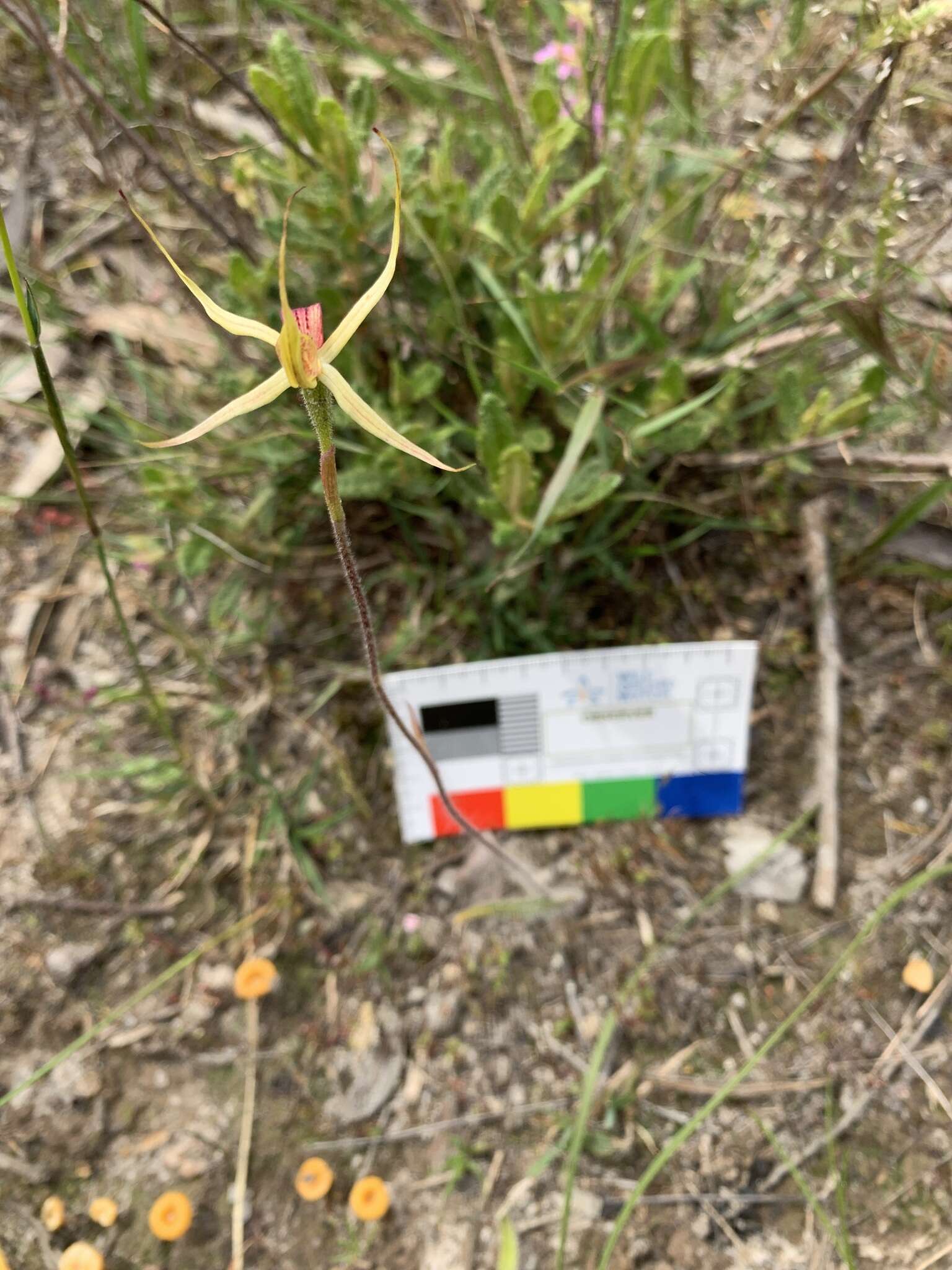 Image of Caladenia leptochila Fitzg.