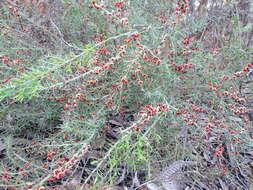 Слика од Daviesia ulicifolia C. R. P. Andrews