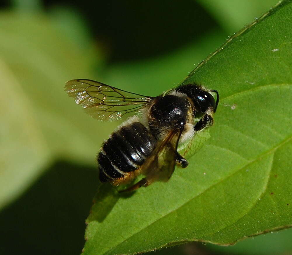 Image of Frigid Leaf-cutter Bee