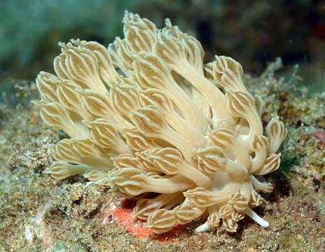 Image of Phyllodesmium rudmani Burghardt & Gosliner 2006