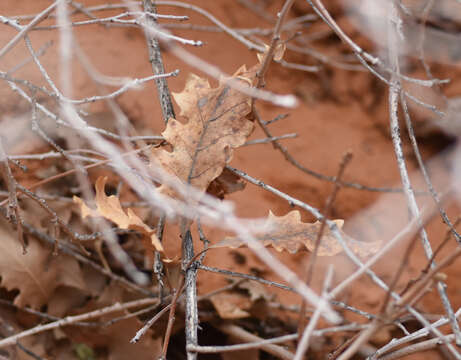 Image of Havard oak