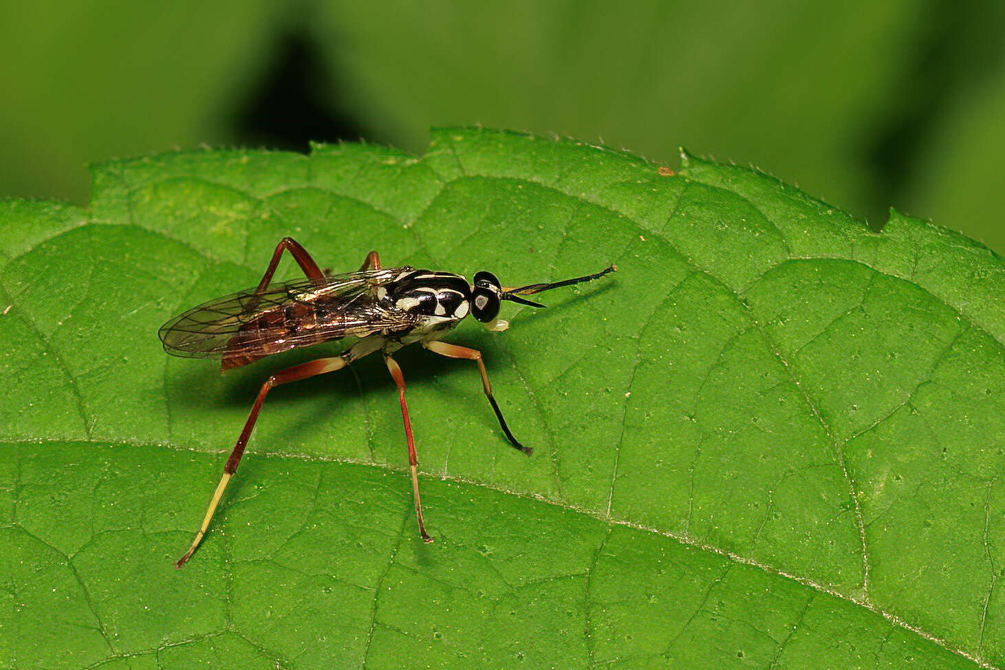 Image of Xylomya americana (Wiedemann 1821)