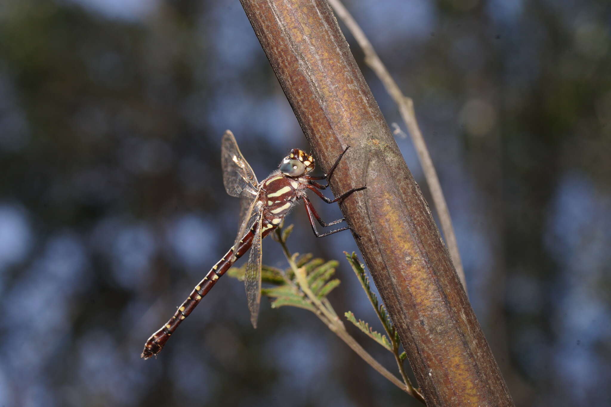 Image of Spinaeschna tripunctata (Martin 1901)