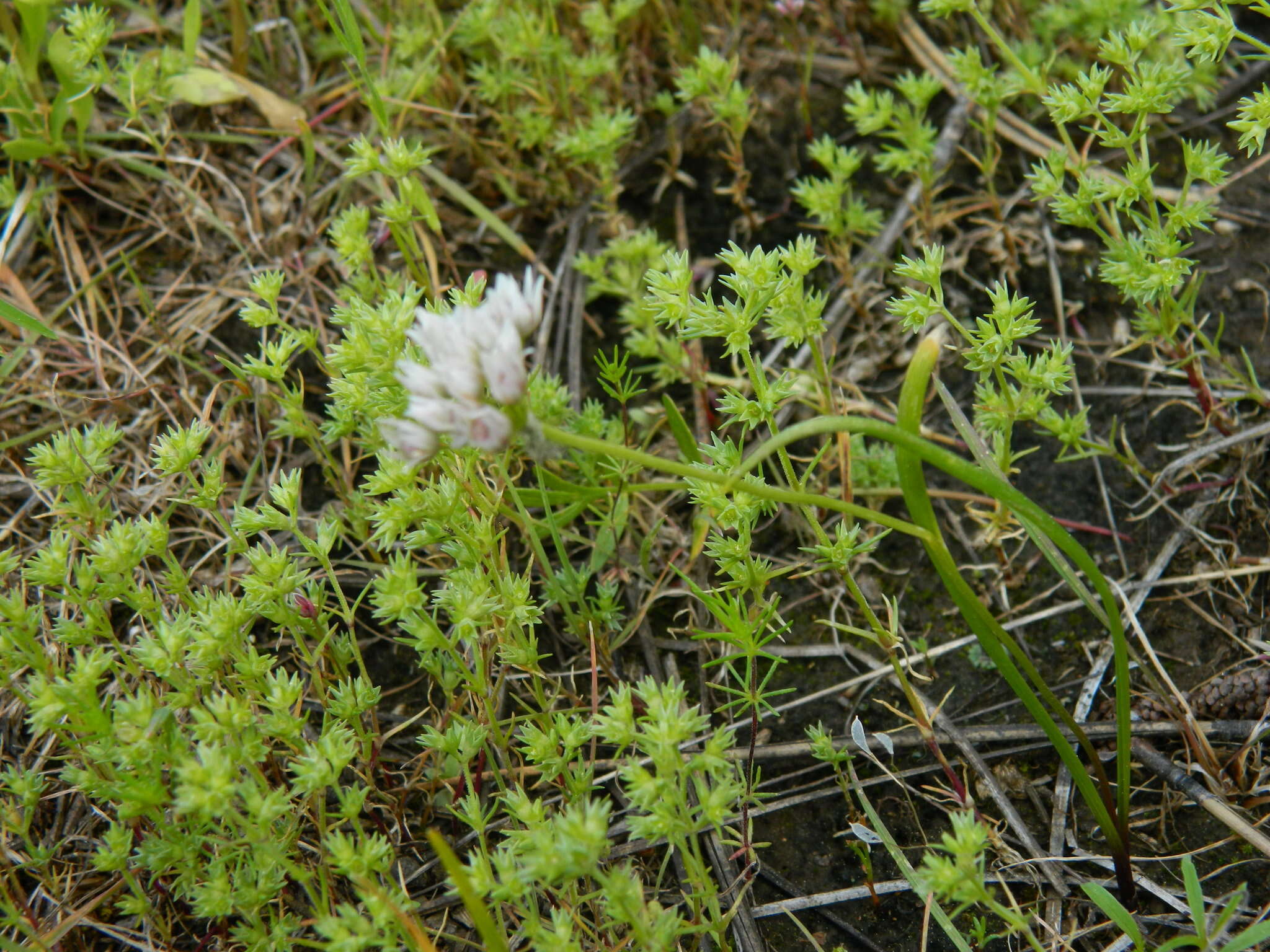 Image of Cuddy Mountain onion