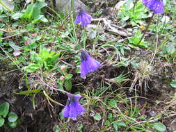 Слика од Primula amethystina subsp. argutidens (Franch.) W. W. Sm. & H. R. Fletcher