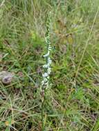 Image of northern slender lady's tresses