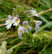 Imagem de Euphrasia regelii Wettst.