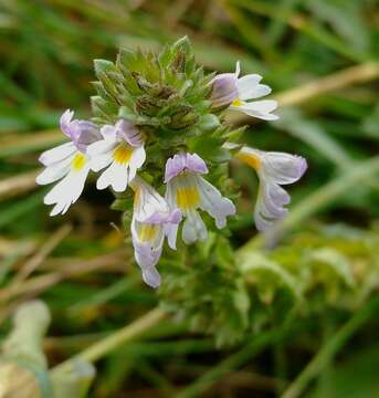 Imagem de Euphrasia regelii Wettst.