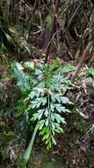 Asplenium wilfordii Mett. ex Kuhn resmi