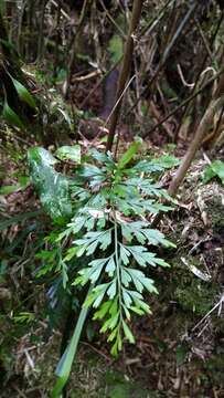 Image of Asplenium wilfordii Mett. ex Kuhn