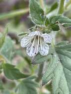 Image of Santa Lucia phacelia