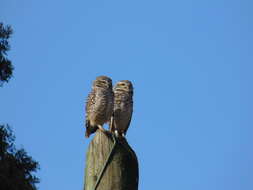 صورة Athene cunicularia cunicularia (Molina 1782)