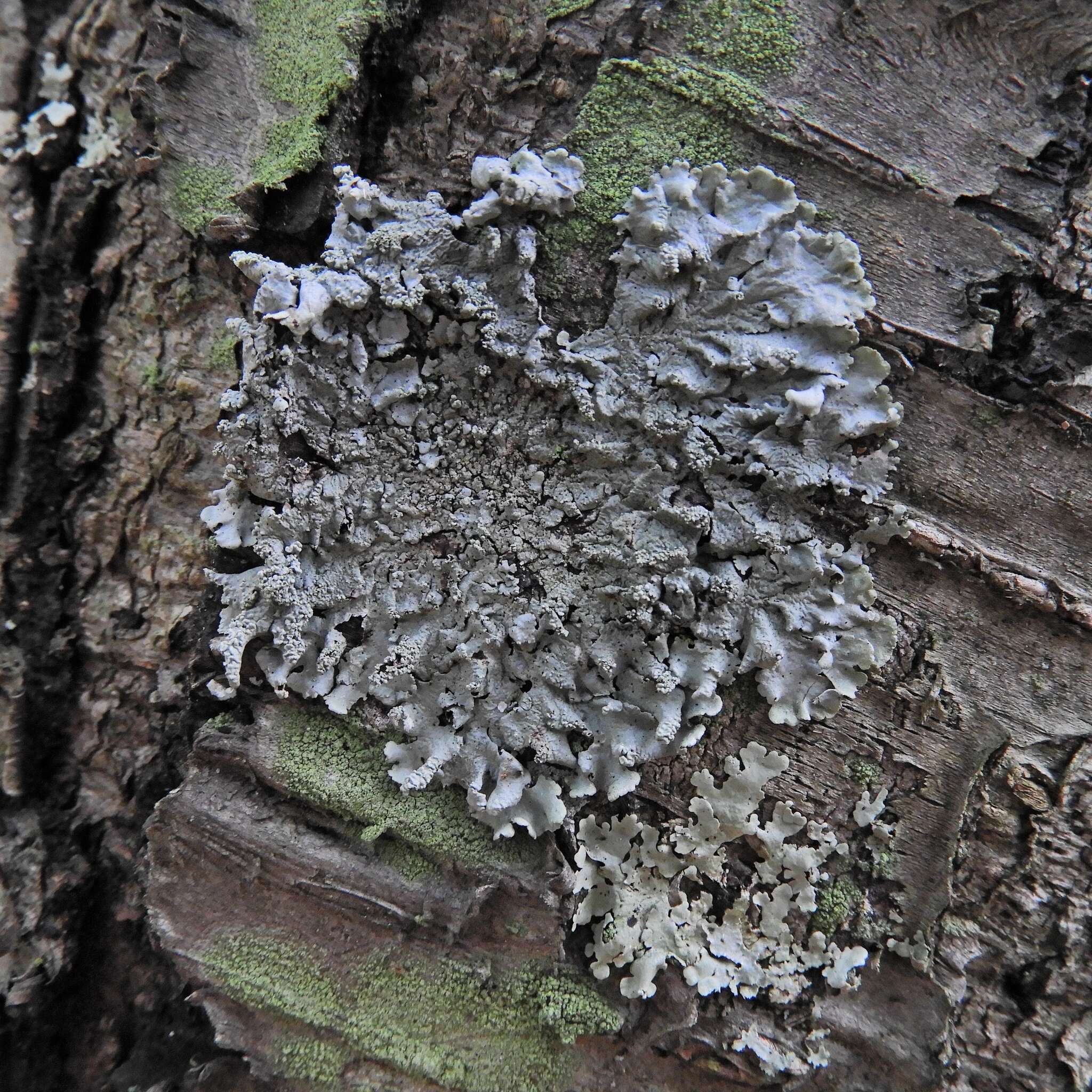 Image of Showman's hypotrachyna lichen