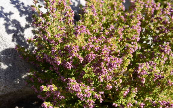 Image of Erica hispidula var. hispidula