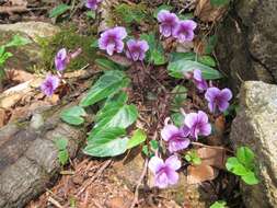 Image of Viola violacea Makino