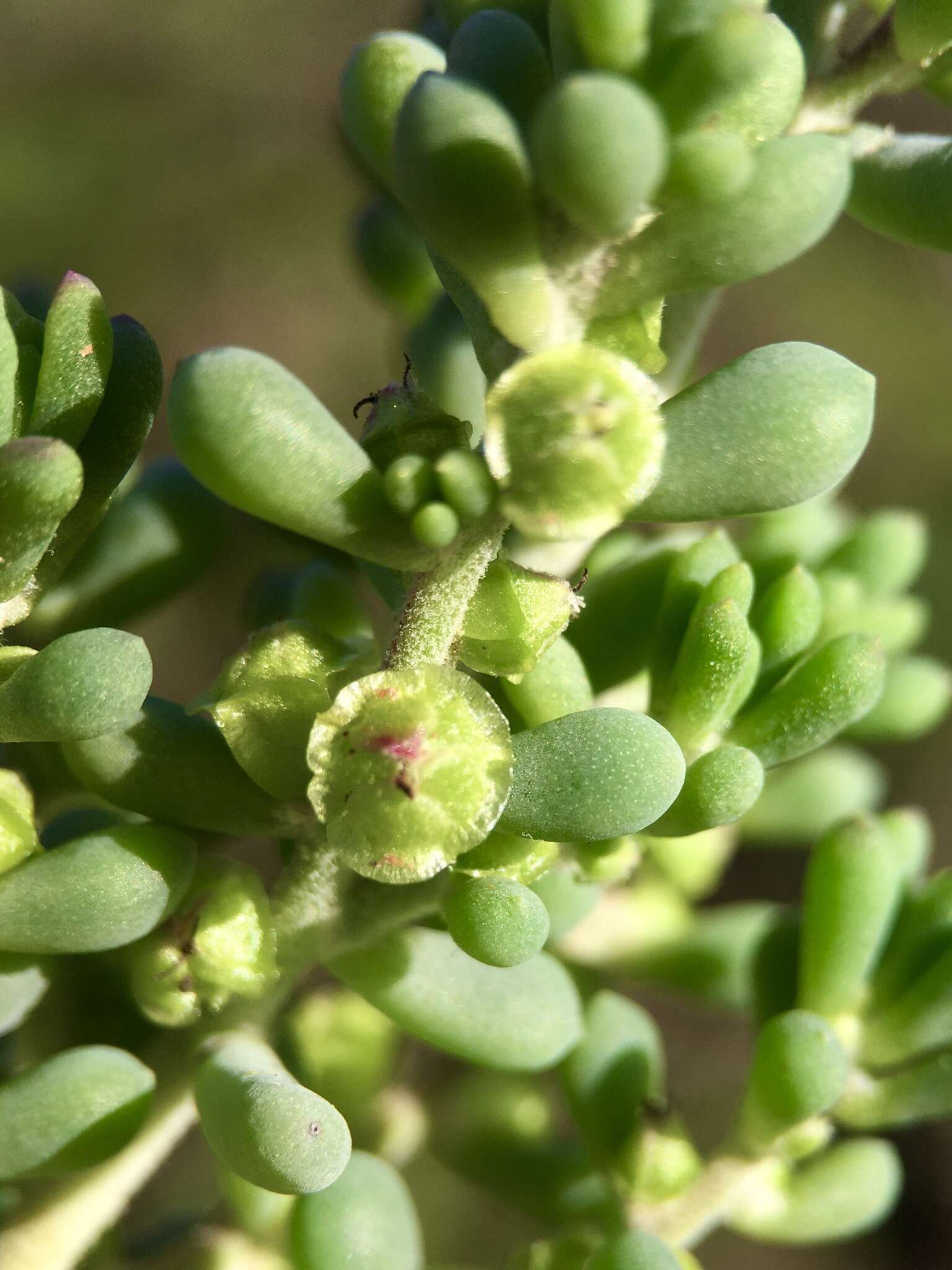 Image of rosy bluebush