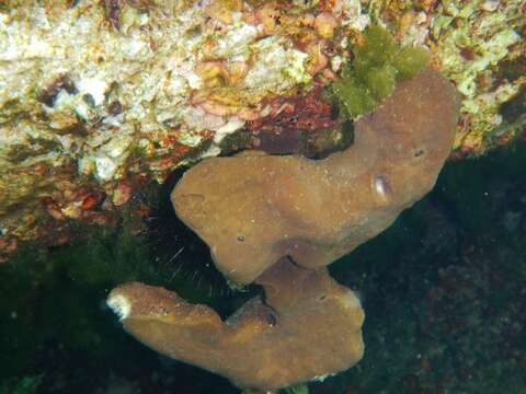 Image of stony sponge