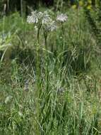 Cynoglossum umbellatum Waldst. & Kit.的圖片