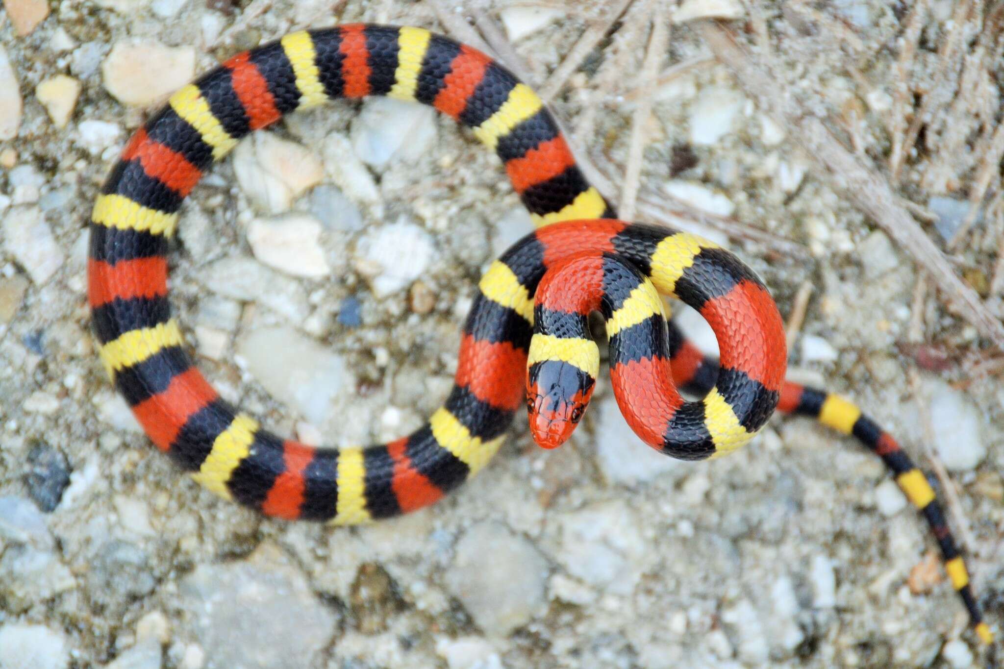 صورة Lampropeltis elapsoides (Holbrook 1838)