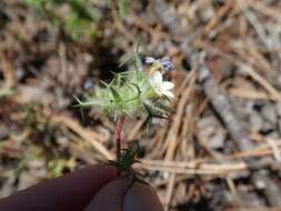 Image of small-lobe navarretia