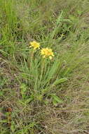 Image of Aloe ecklonis Salm-Dyck