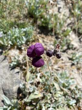 Image of Cobweb Slipper-wort