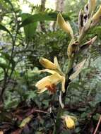 Image of Phaius flavus (Blume) Lindl.