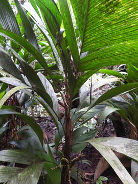 Image of Geonoma baculifera (Poit.) Kunth