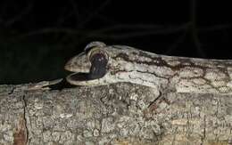 Image of Wahlberg's Velvet Gecko