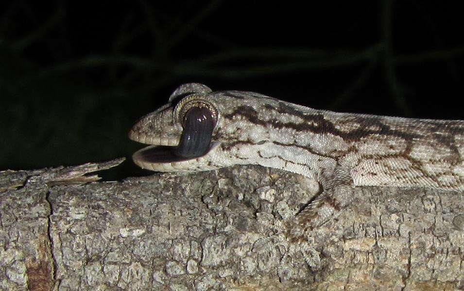 Image of Wahlberg's Velvet Gecko