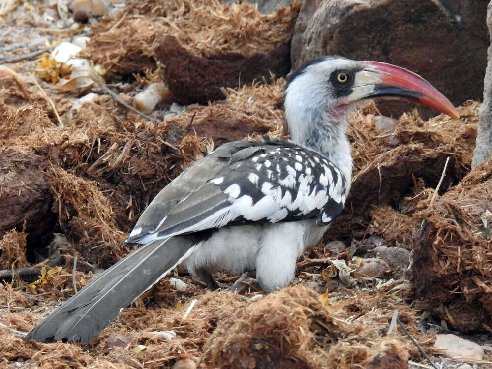 Image of Tanzanian Red-billed Hornbill