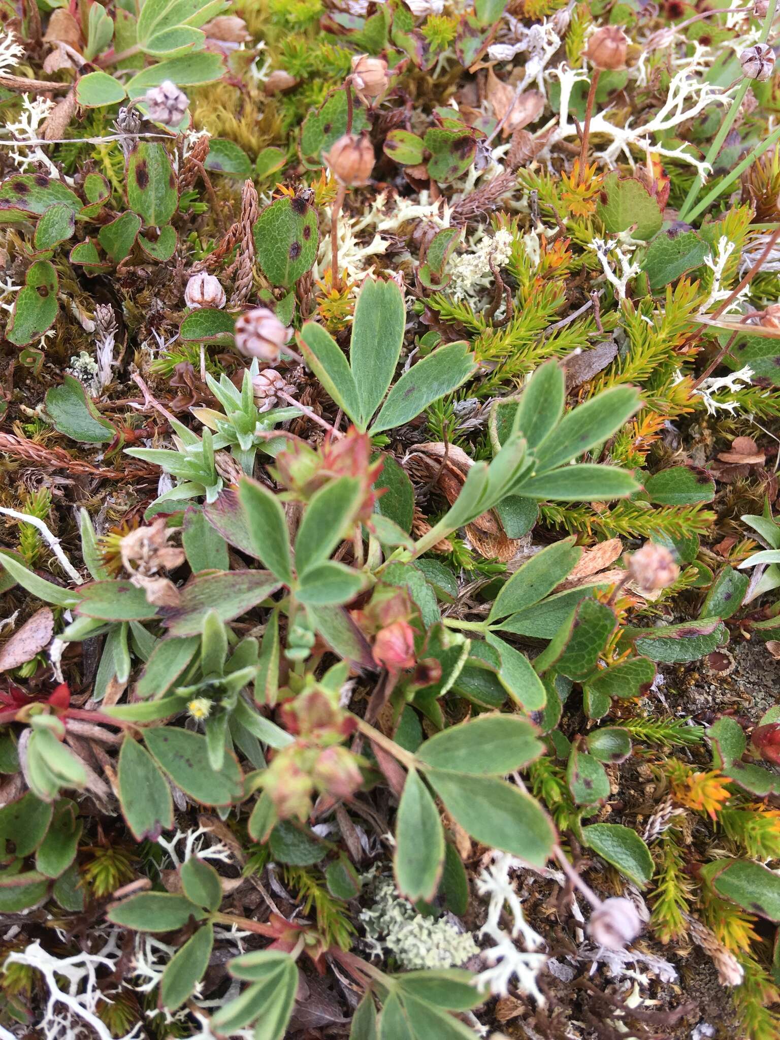 Imagem de Sibbaldia procumbens L.