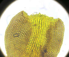 Image of Roth's andreaea moss