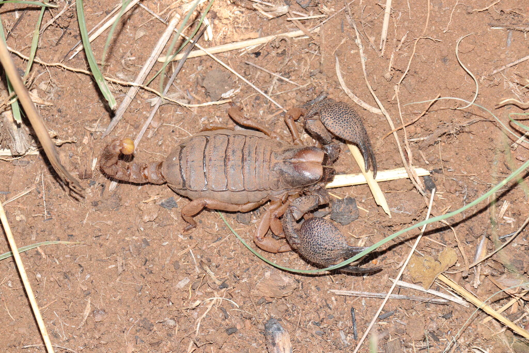 Image of Opistophthalmus pugnax Thorell 1876