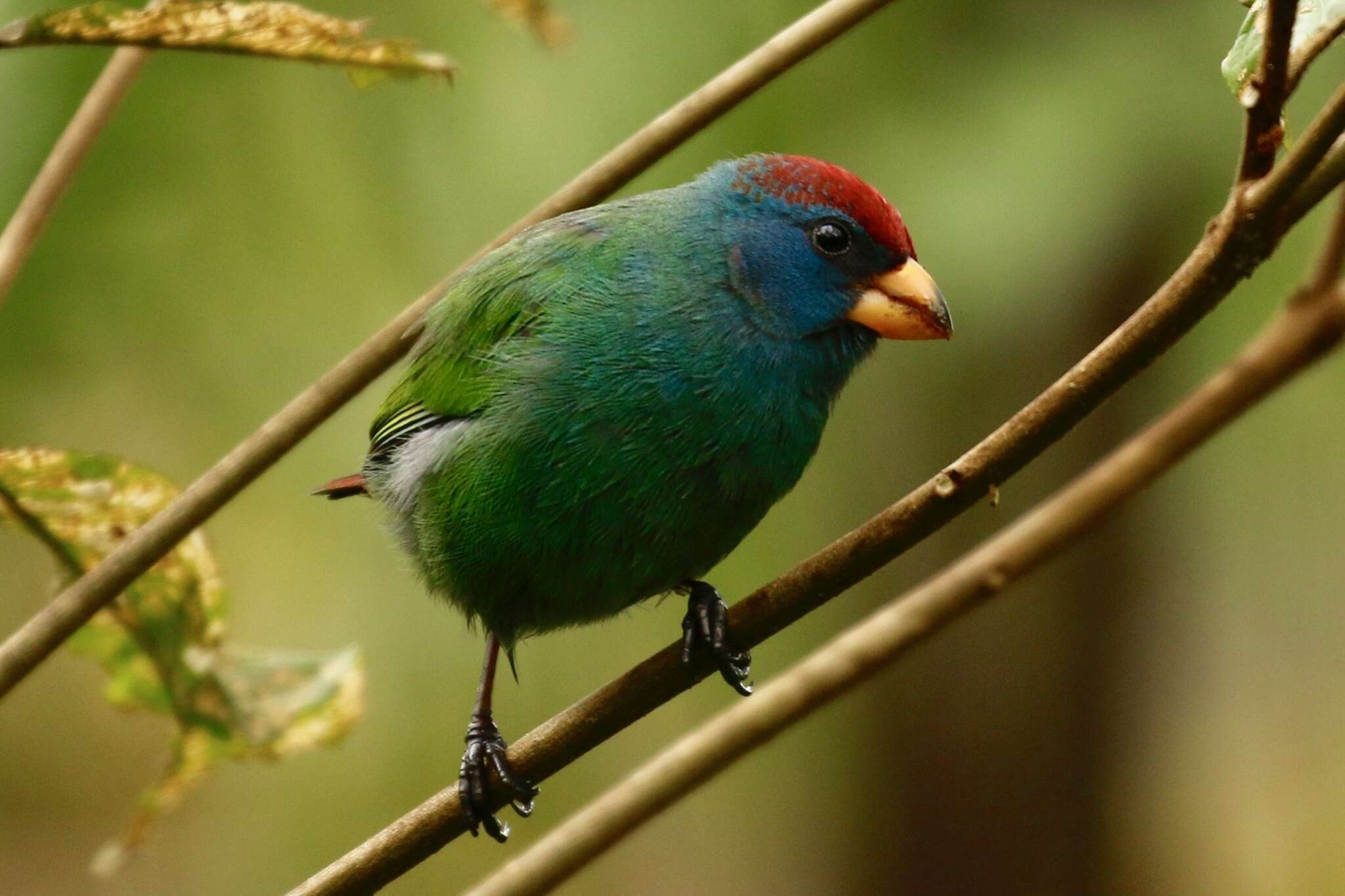 Image of Red-headed Parrot-Finch