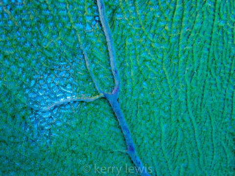 Image of Caribbean sea fan