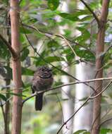 Image of Malacoptila striata striata (Spix 1824)