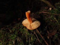 Слика од Lactarius aurantiacus (Pers.) Gray 1821