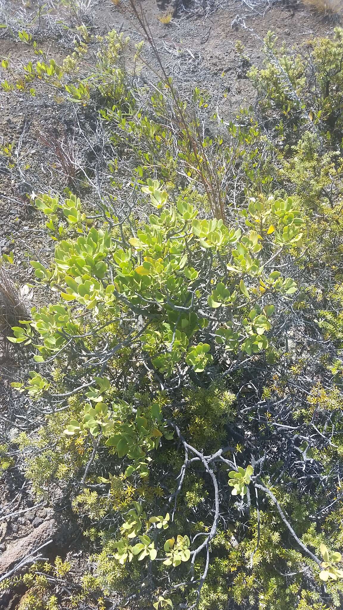 Image de Scaevola kilaueae Degener