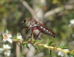 Image de Chrysopogon muelleri Roder 1892