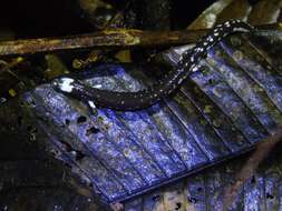 Image of Los Diamantes Worm Salamander