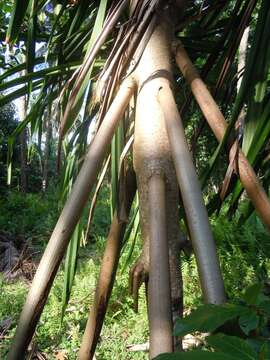 Image of Pandanus thomensis Henriq.