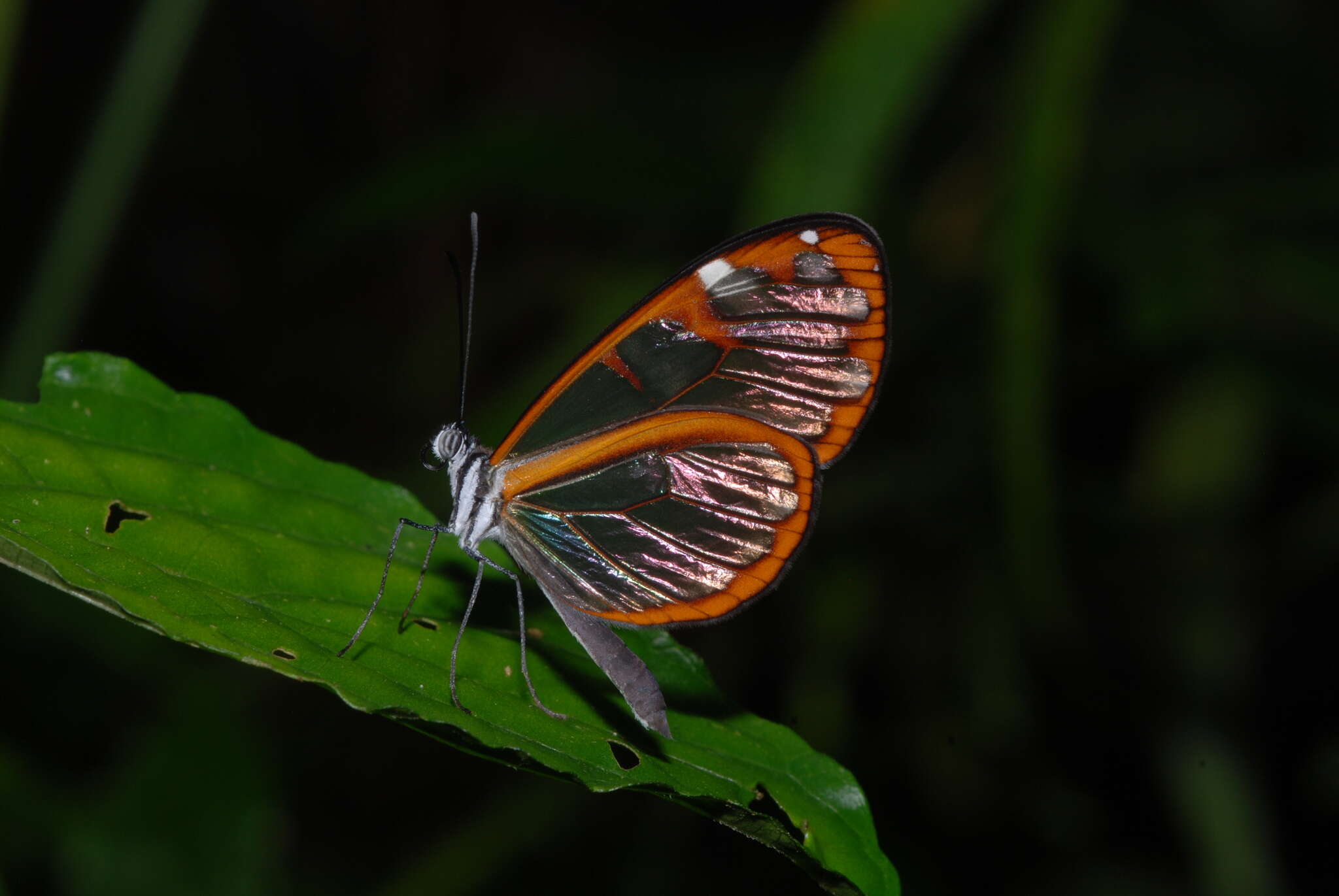 Image of Oleria vicina Salvin 1869