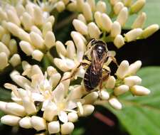 Image of Fragile Dogwood Andrena