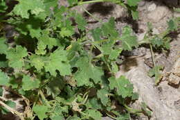 Image of Parry's rockdaisy