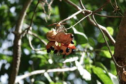 Sivun Sterculia parviflora Roxb. kuva