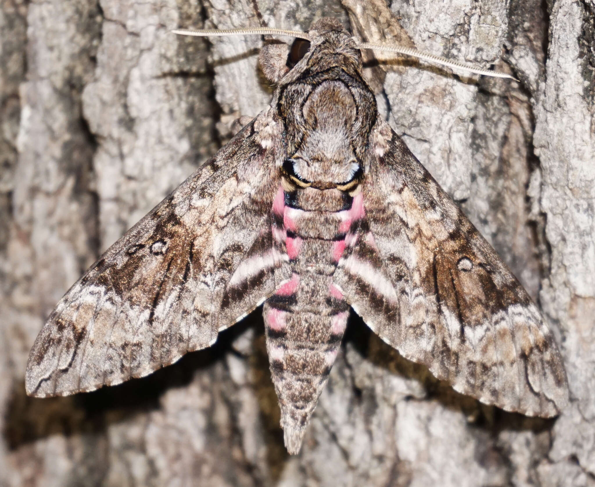 Image of Pink-spotted Hawkmoth