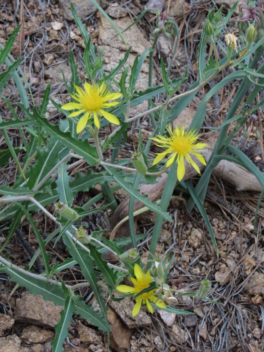 Image of jeweled blazingstar